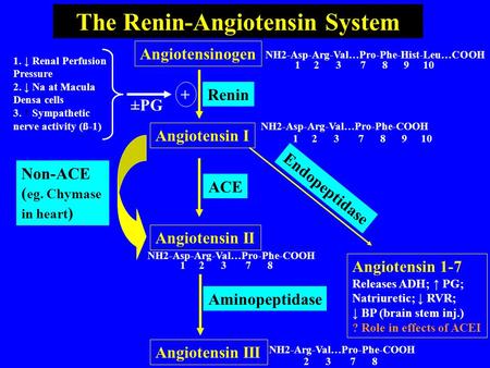 The Renin-Angiotensin System