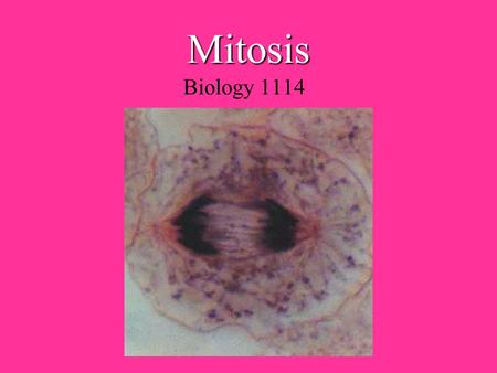 Mitosis Biology 1114. Definitions Asexual ReproductionInterphase AstersKaryotype Cell PlateKinetochore CentriolesMeiosis CentromereMetaphase ChromatidMitosis.