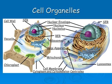 Cell Organelles SER Cell Wall Nuclear Envelope Nucleus Nucleolus SER