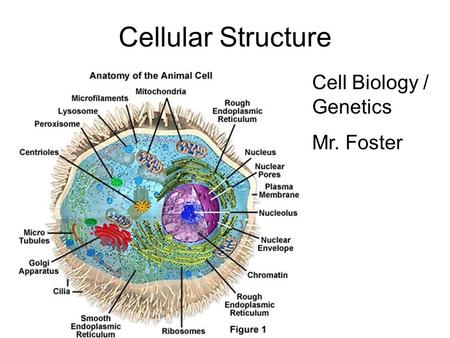 Cellular Structure Cell Biology / Genetics Mr. Foster.