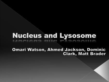  Lysosome › -It looks like a small circle filled with enzymes and proteins.  Nucleus › - The nucleus is surrounded by two layers of membrane and it.