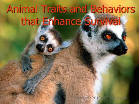 Animal Traits and Behaviors that Enhance Survival Copyright 2010:PEER.tamu.edu.