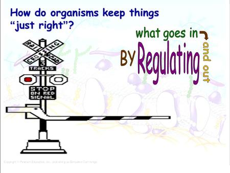 How do organisms keep things “just right”?. How is the plasma membrane like the border between two countries?