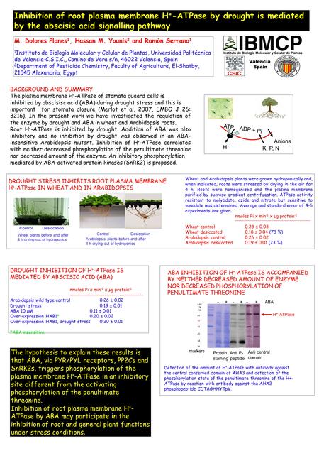 Inhibition of root plasma membrane H + -ATPase by drought is mediated by the abscisic acid signalling pathway M. Dolores Planes 1, Hassan M. Younis 2 and.