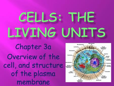 Chapter 3a Overview of the cell, and structure of the plasma membrane.