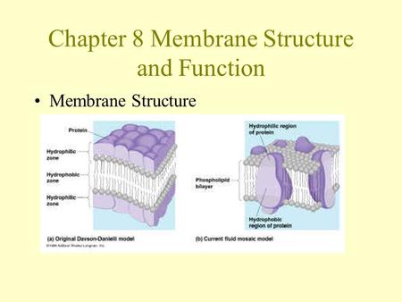 Chapter 8 Membrane Structure and Function