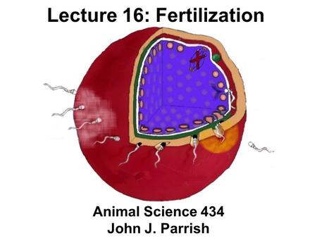 Lecture 16: Fertilization