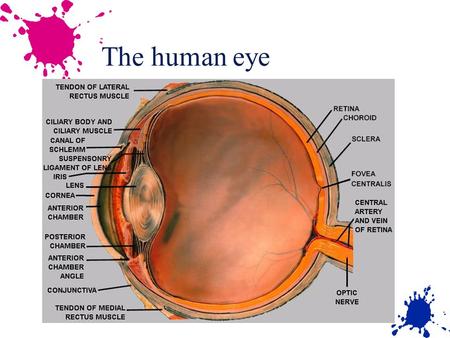 The human eye. What you see l L H Cross Section through the Retina.