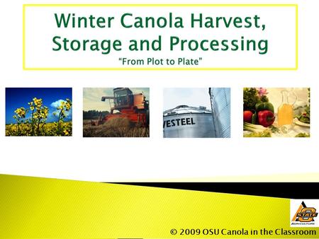 © 2009 OSU Canola in the Classroom.  Matures about the same time as winter wheat in early June through July.  Matures from the bottom pods to the top.