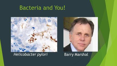 Bacteria and You! Helicobacter pylori Barry Marshal.