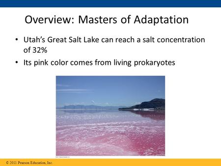 Utah’s Great Salt Lake can reach a salt concentration of 32% Its pink color comes from living prokaryotes Overview: Masters of Adaptation © 2011 Pearson.