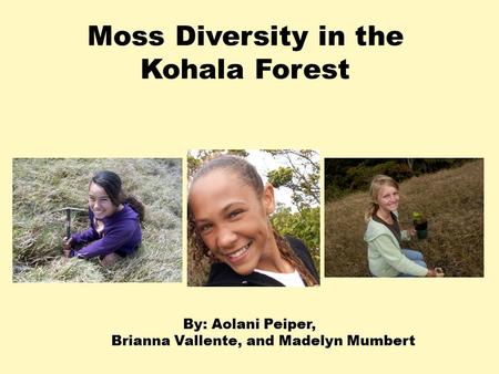 Moss Diversity in the Kohala Forest By: Aolani Peiper, Brianna Vallente, and Madelyn Mumbert.