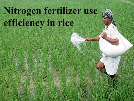 Nitrogen fertilizer use efficiency in rice. Contents  Introduction  Nitrogen dynamic in lowland rice soil  Methods of Nitrogen losses from rice fields.