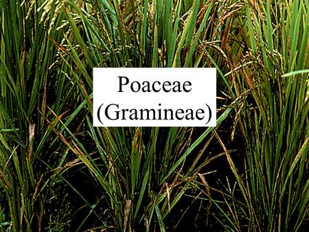 Poaceae (Gramineae).