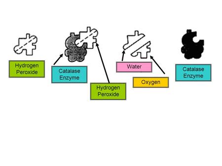 Hydrogen Peroxide Catalase Enzyme Oxygen Water Catalase Enzyme.