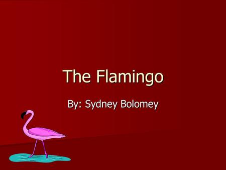 The Flamingo By: Sydney Bolomey.