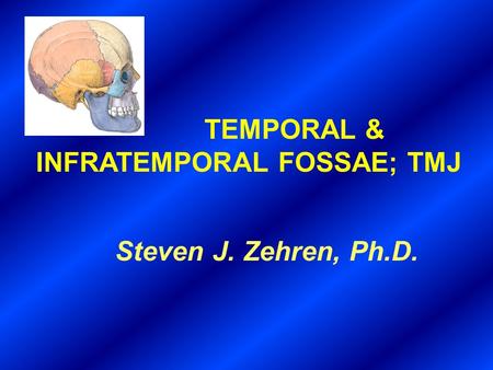 INFRATEMPORAL FOSSAE; TMJ