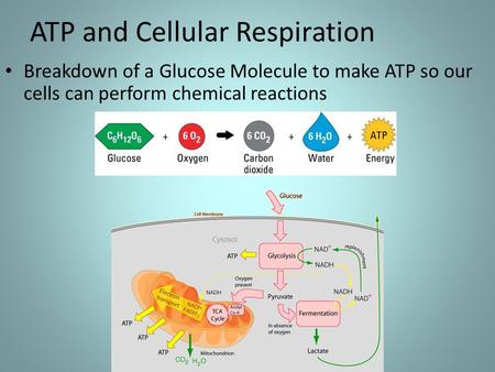 ATP and Cellular Respiration