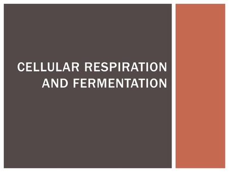 CELLULAR RESPIRATION AND FERMENTATION.  ATP energy!  Needed to:  Build proteins  Copy DNA  Muscle contractions  Nerve impulses  Synthesizing hormones.