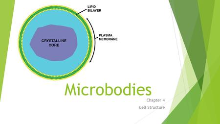 Chapter 4 Cell Structure