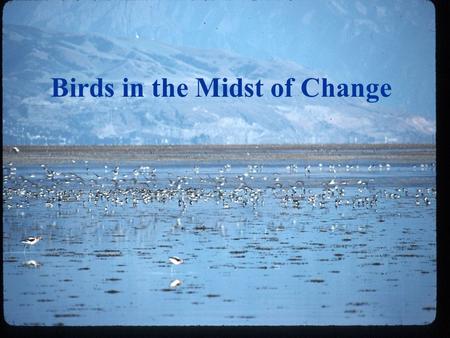 Birds in the Midst of Change Great Salt Lake Dynamics Natural Man caused.