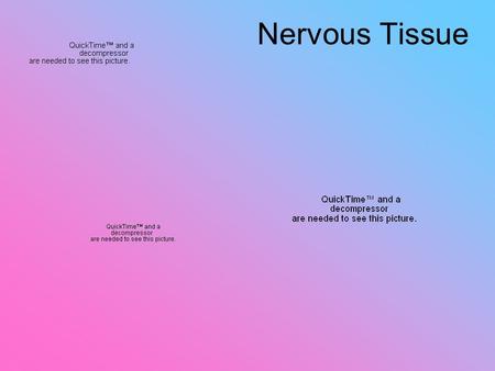 Nervous Tissue. Neuroglia “Nerve Glue” (Support Cells) Neuroglia - nonconductiong cells that provide protection & support and assist with metabolism.