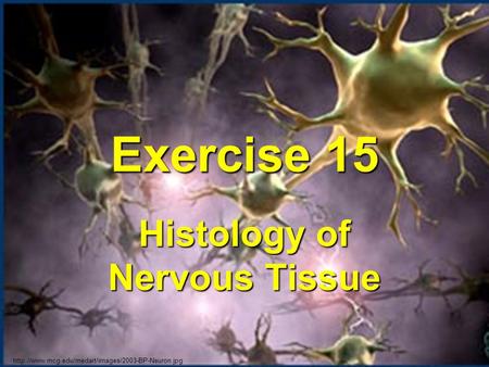 Histology of Nervous Tissue