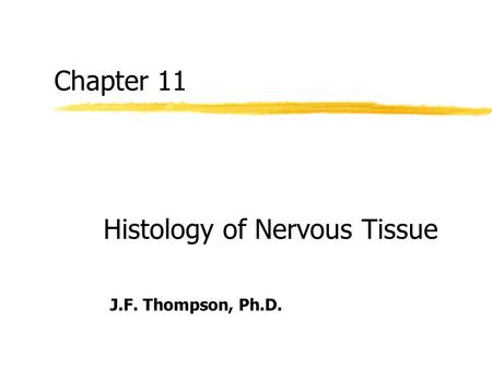 Chapter 11 Histology of Nervous Tissue J.F. Thompson, Ph.D.