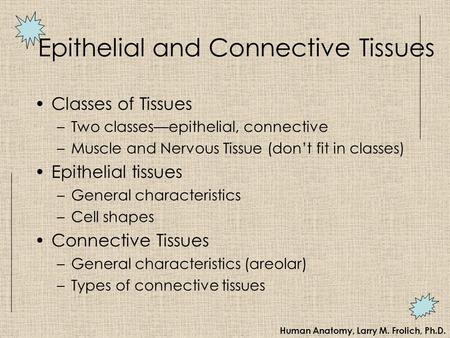 Human Anatomy, Larry M. Frolich, Ph.D. Epithelial and Connective Tissues Classes of Tissues –Two classes—epithelial, connective –Muscle and Nervous Tissue.