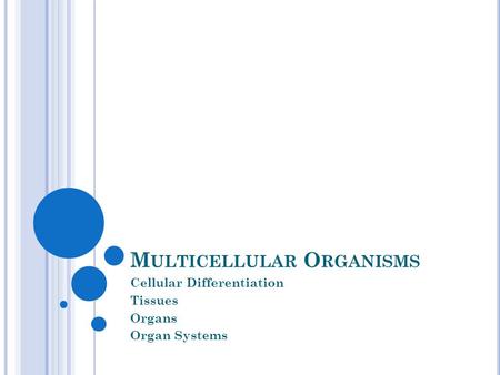 Multicellular Organisms