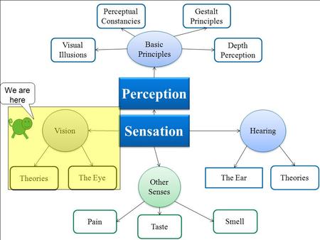 Sensation Vision The Eye Theories Hearing The Ear Theories Other Senses Smell Taste Pain Gestalt Principles Perceptual Constancies Perception Basic Principles.