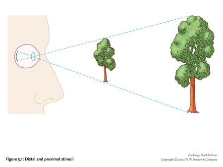 Fig. 5.1. Sensation: basic, primitive mental state corresponding to energies in env't; experience of world Perception: mental state corresponding to properties.