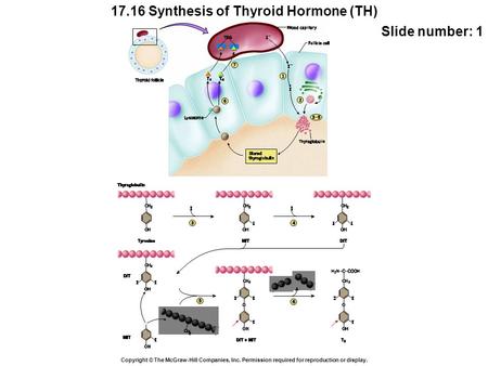 17.16 Synthesis of Thyroid Hormone (TH) Copyright © The McGraw-Hill Companies, Inc. Permission required for reproduction or display. Slide number: 1.