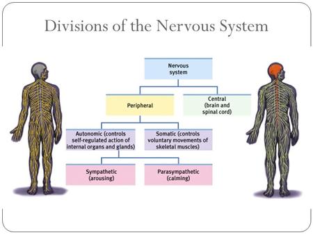 Divisions of the Nervous System. 2 Autonomic Nervous System Sympathetic NS “Arouses” (fight-or-flight) Parasympathetic NS “Calms” (rest and digest)