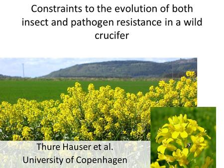 Constraints to the evolution of both insect and pathogen resistance in a wild crucifer Thure Hauser et al. University of Copenhagen.