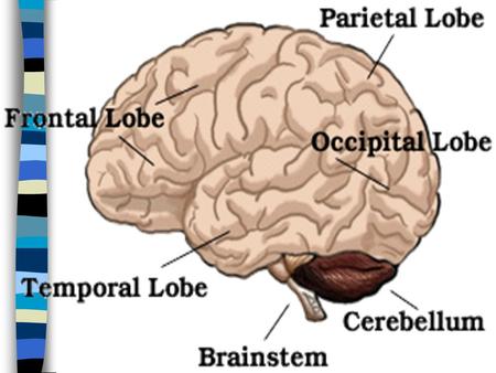 Intelligence (Chapter 9, p. 324-335) Lecture Outline : History of intelligence IQ and normal distributions Measurement and Theory.