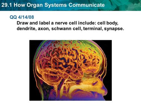 29.1 How Organ Systems Communicate QQ 4/14/08 Draw and label a nerve cell include: cell body, dendrite, axon, schwann cell, terminal, synapse.