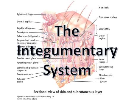 The Body Covering (Fun Fact! Largest organ of the body) Includes: Skin, Nails & Hairs Skin A.K.A. Cutaneous Membrane Functions: – Body Temperature Regulation: