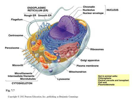 Copyright © 2002 Pearson Education, Inc., publishing as Benjamin Cummings Fig. 7.7.