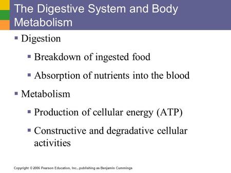 The Digestive System and Body Metabolism