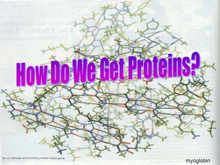 myoglobin.