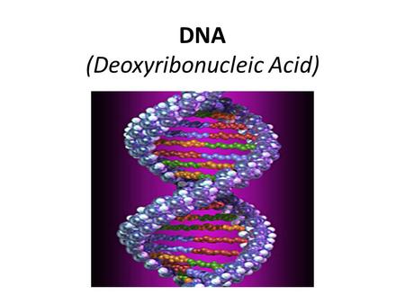 DNA (Deoxyribonucleic Acid). DNA Foldable Directions Make a shutter fold (lengthwise/hot dog)but overlap the left fold over the right. Fold the paper.