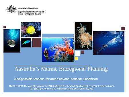Nautilus (Dr M. Norman, Museum Victoria) Butterfly fish & Yellowback Fusiliners (R.Thorn) Soft coral and diver (M. Ball) Tiger Anemone (L. Wiseman) Whale.
