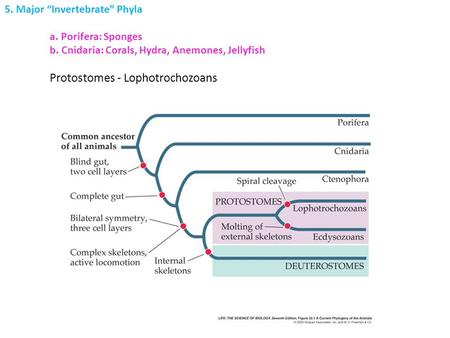 5. Major “Invertebrate” Phyla a. Porifera: Sponges b. Cnidaria: Corals, Hydra, Anemones, Jellyfish Protostomes - Lophotrochozoans.