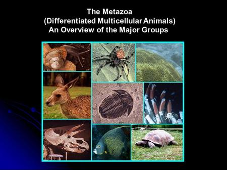 The Metazoa (Differentiated Multicellular Animals) An Overview of the Major Groups.