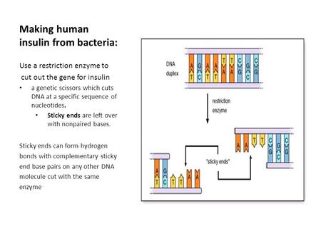 Making human insulin from bacteria: Use a restriction enzyme to cut out the gene for insulin a genetic scissors which cuts DNA at a specific sequence of.