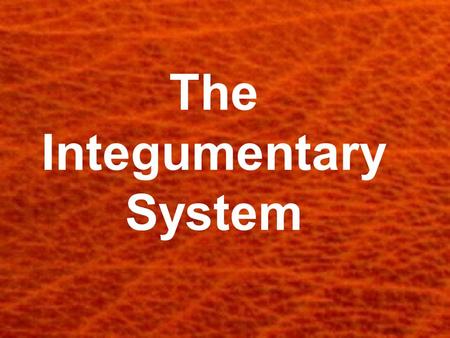 The Integumentary System. Skin, Hair and Nails Now using the microscopes. Examine your skin, hair and nails. In your spiral, diagram what you see.