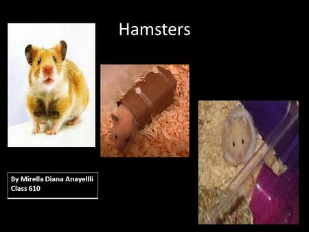 Hamsters By Mirella Diana Anayellli Class 610.