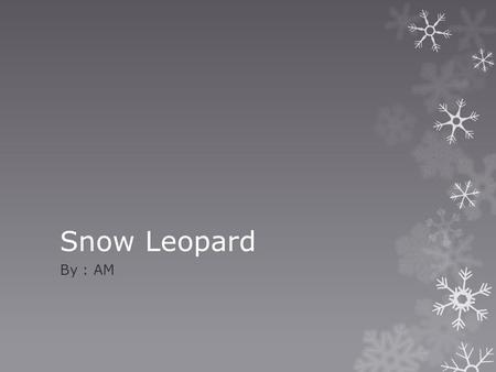 Snow Leopard By : AM.