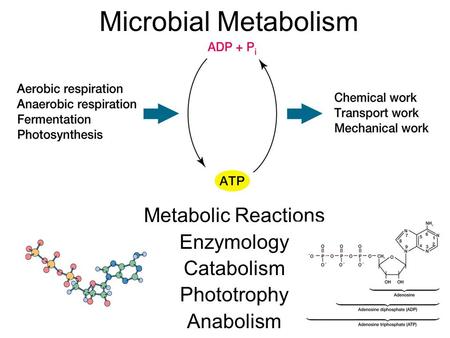 Metabolic Reactions Enzymology Catabolism Phototrophy Anabolism Microbial Metabolism.